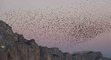 Van Kalesi'nde eşsiz bir gösteri: Sığırcık kuşları havada dans etti