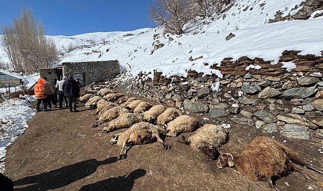 Van'da ahırda feci yangın: 67 küçükbaş hayvan telef oldu