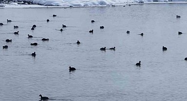 Van'da Kaz Gölü kuşların mekanı oldu