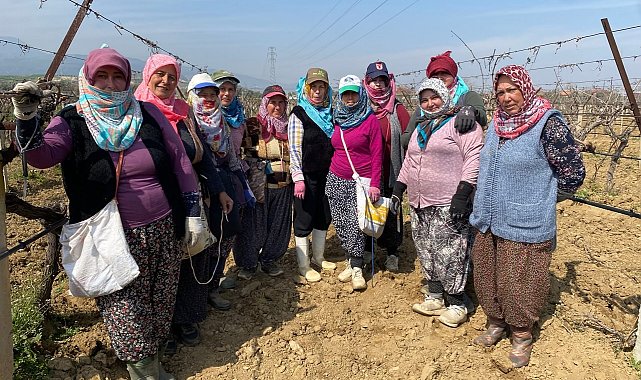 Yağışa teslim olan bağlar ayağa kalktı