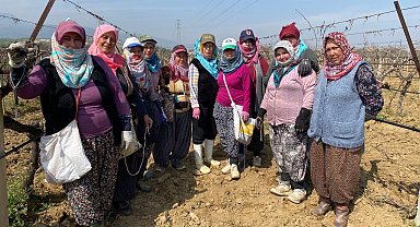 Yağışa teslim olan bağlar ayağa kalktı