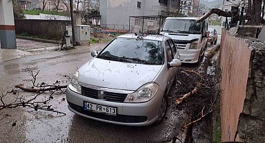 Yağmur ve şiddetli rüzgar çam ağacını devirdi, otomobil zarar gördü