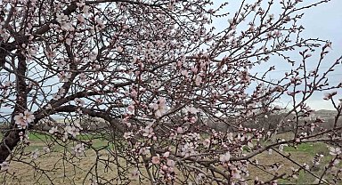 Yalancı bahara aldanan ağaçlar erkenden çiçek açtı