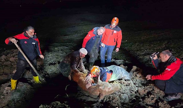 Yalova'da bataklıkta mahsur kalan vatandaş ve büyükbaş hayvanı kurtarıldı