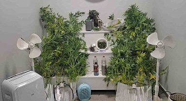 Yalova'da saklandığı evde uyuşturucu yetiştiren hükümlü yakalandı