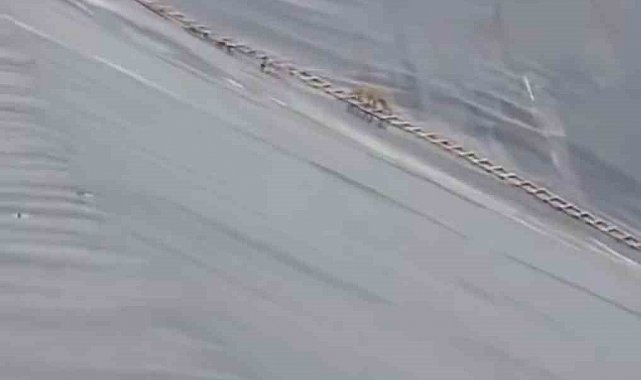 Yapay gölete düşen çakal merdivenle kurtarıldı