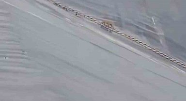 Yapay gölete düşen çakal merdivenle kurtarıldı