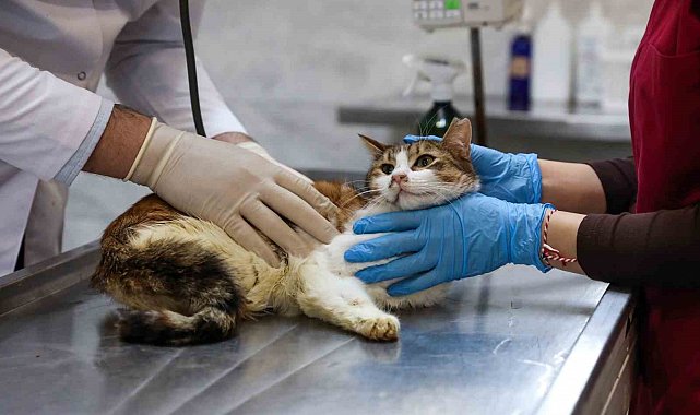 Yaralı kediye Büyükşehir şefkati