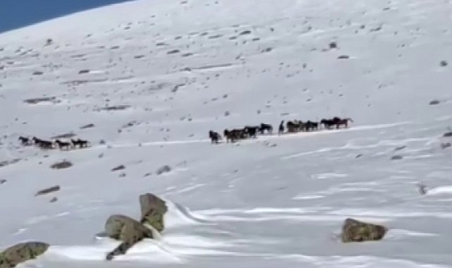 Yılkı atları karla kaplı doğada dans etti, o anlar cep telefonu kamerasına yansıdı