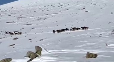 Yılkı atları karla kaplı doğada dans etti, o anlar cep telefonu kamerasına yansıdı