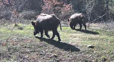 Yiyecek arayan yaban hayvanları fotokapanla görüntülendi