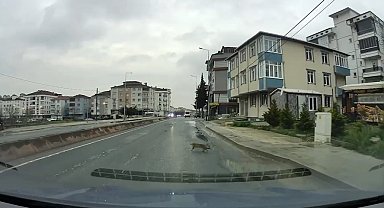 Yoldan geçerken arabanın altında kalan kedi koşarak kaçtı: O anlar araç kamerasına saniye saniye yansıdı
