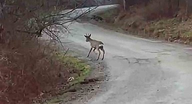 Yolunu şaşıran karaca yerleşim yerinde görüntülendi