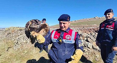 Yozgat'ta yaralı puhu kurtarıldı