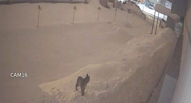 Yüksekova şehir merkezinde vaşak görüntülendi