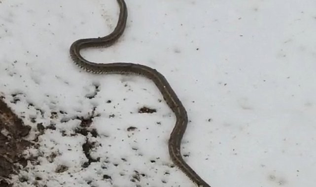 Yüksekova'da su arızası giderilirken 1 metrelik yılan çıktı