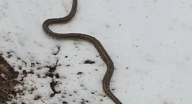 Yüksekova'da su arızası giderilirken 1 metrelik yılan çıktı