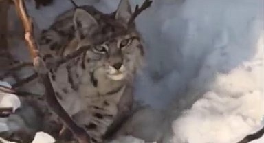 Yüksekova'da yerleşim alanına inen vaşak görüntülendi