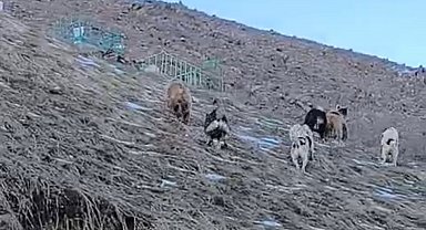 Yüksekova'da yerleşim yerine inen ayıları çoban köpekleri uzaklaştırdı