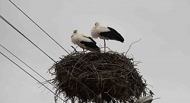 Yuvalarına dönen leylekler Yozgat'ta baharı müjdeledi