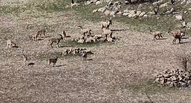 Zarar vermenin cezası 940 bin lira: Diyarbakır'da sürü halinde görüntülendi