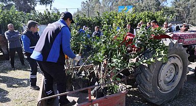 Zirai dondan zarar gören üreticilere fidan desteği