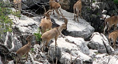Zirveler karla kaplanınca yaban keçileri yerleşim alanlarına indi