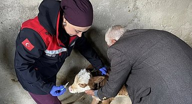 Zoonoz hastalıklarına karşı aşılama çalışmaları sürüyor
