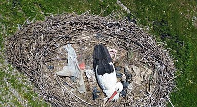 15 yıllık 'komşu': Leylek 'Ciran' ailenin maskotu oldu