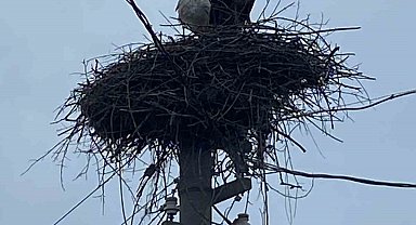 2 aşık leylek geleneği bozmadı