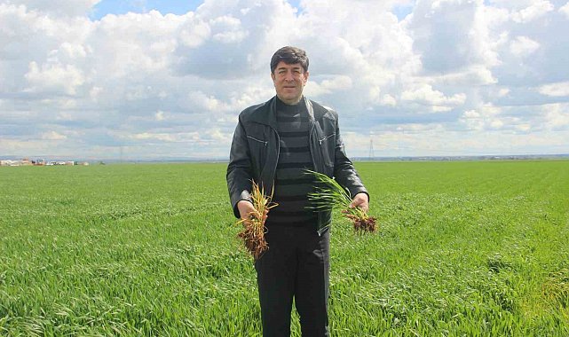'Tarım kenti' Şanlıurfa yağışa doydu