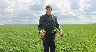 'Tarım kenti' Şanlıurfa yağışa doydu