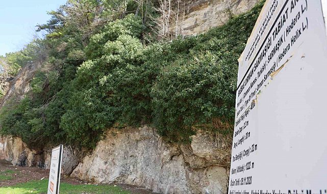 4 bin yıllık sarmaşığın gölgesinde baharı karşıladılar