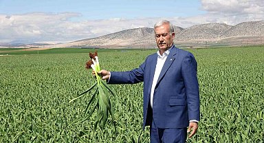 AB tescilli Araban sarımsağında yüksek rekolte ve kaliteli ürün bekleyişi