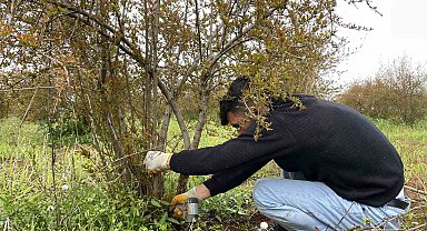 AB tescilli Suruç narında budama zamanı