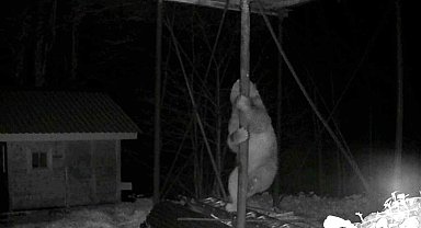 Aç kalan ayı kovanlara ulaşmak için düz demire tırmanmaya çalıştı