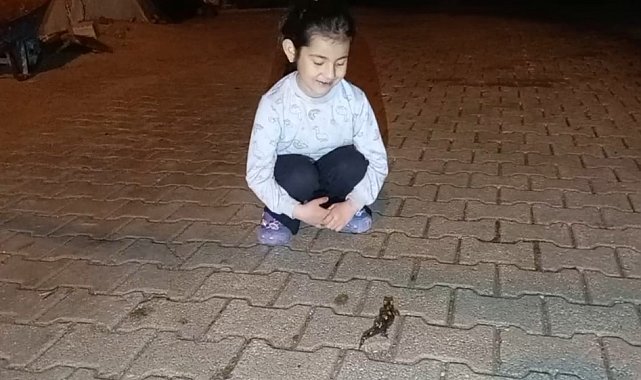 Adana'da 'semender' görüldü
