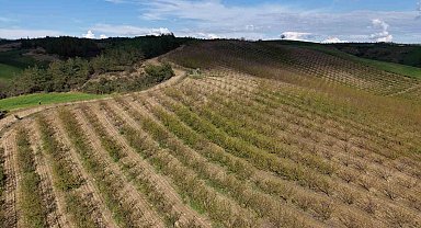 Adana'da dolu kayısı bahçelerini vurdu, çağlalar yere döküldü