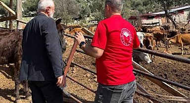 Adana'da "Güney Sarısı" bereketi: Yerli ırk üreticinin yüzünü güldürüyor