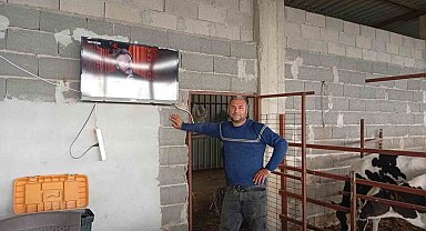 Adanalı üreticiden süt verimi için ilginç yöntem