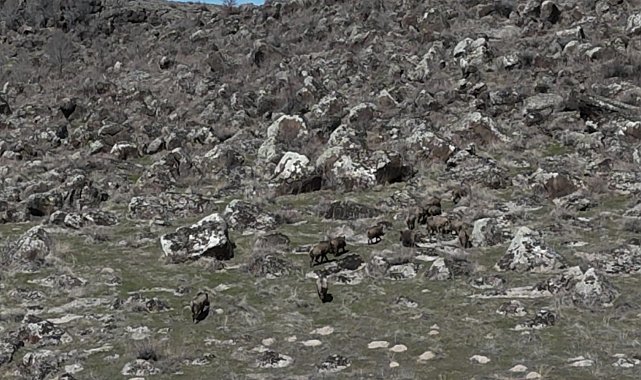 Adilcevaz'da domuzlar çiftçileri bezdirdi