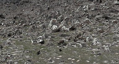 Adilcevaz'da domuzlar çiftçileri bezdirdi