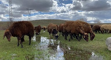 Ağrı'da 120 bin tl maaşla çoban aranıyo