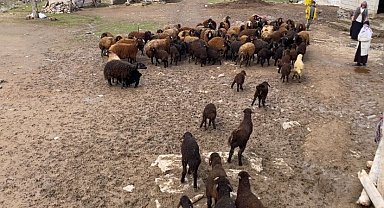 Ağrı'da kuzuların anneleri ile buluşması renkli anlara sahne oldu