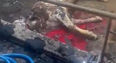 Ahır yandı, 12 büyükbaş hayvan telef oldu