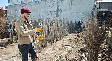Ahlat'ta meyve fidanlarına ilgi