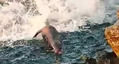 Akçakoca'da görülen su samuru vatandaşları heyecanlandırdı