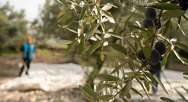Akhisar'da zeytin için tarihi buluşma