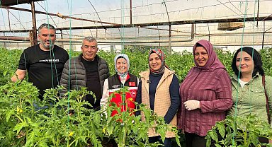Aksu'da örtü altı tarımda yıllık yaklaşık 370 bin tonluk rekoltenin tamamı kadın çiftçilerin emeğiyle üretiliyor