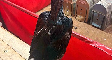 Alanya'da horoz dövüşüne jandarma baskını: 11 kişiye 143 bin TL ceza